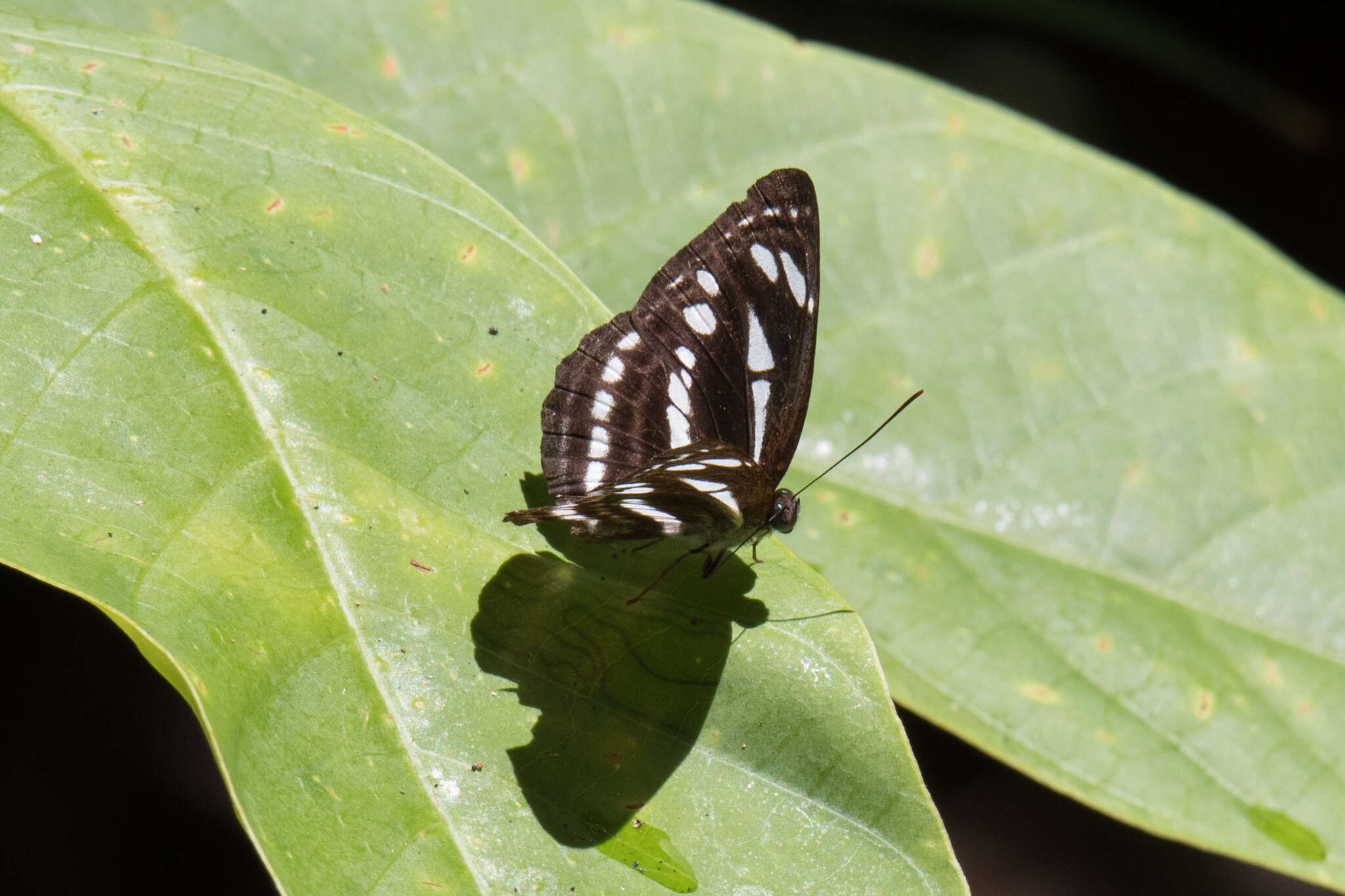 Image of Neptis leucoporus cresina