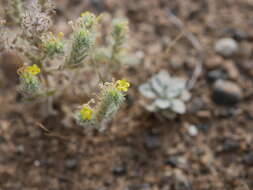 Слика од Arnebia hispidissima (Lehm.) DC.