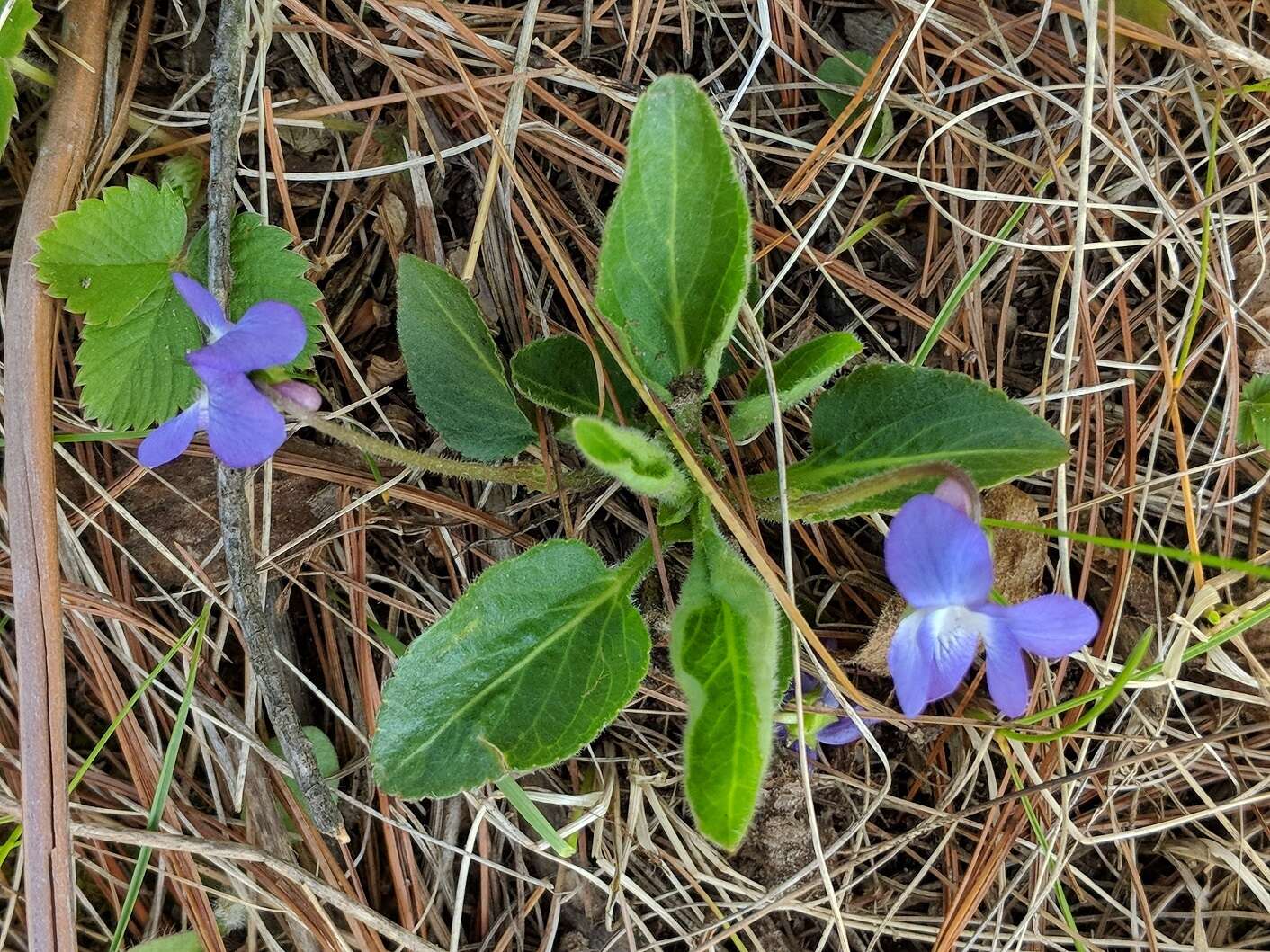 Sivun Viola sagittata var. ovata (Nutt.) Torr. & A. Gray kuva