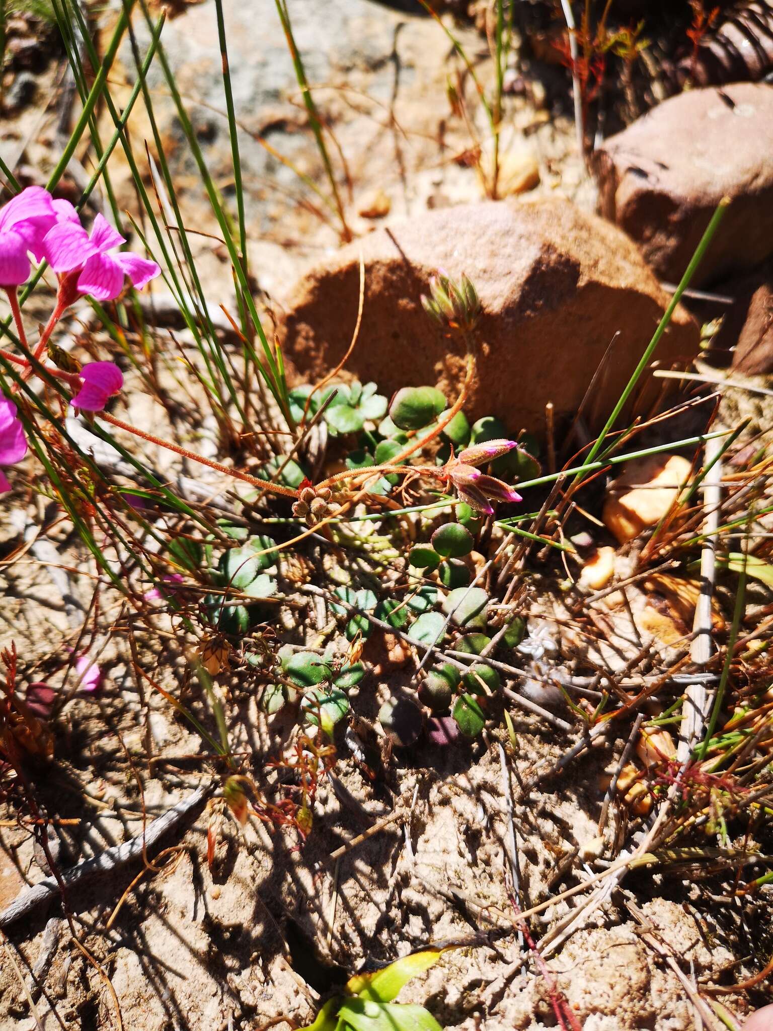 Image of Pelargonium chelidonium (Houtt.) DC.