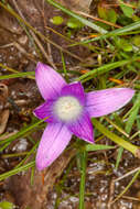 Image of Romulea ligustica Parl.