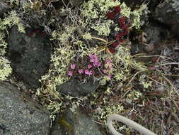 Douglasia gormanii Constance resmi