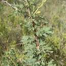 Sivun Vachellia robbertsei (P. P. Sw.) Kyal. & Boatwr. kuva