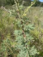 Image of Vachellia robbertsei (P. P. Sw.) Kyal. & Boatwr.