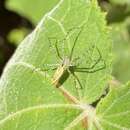 Image of Peucetia flava Keyserling 1877