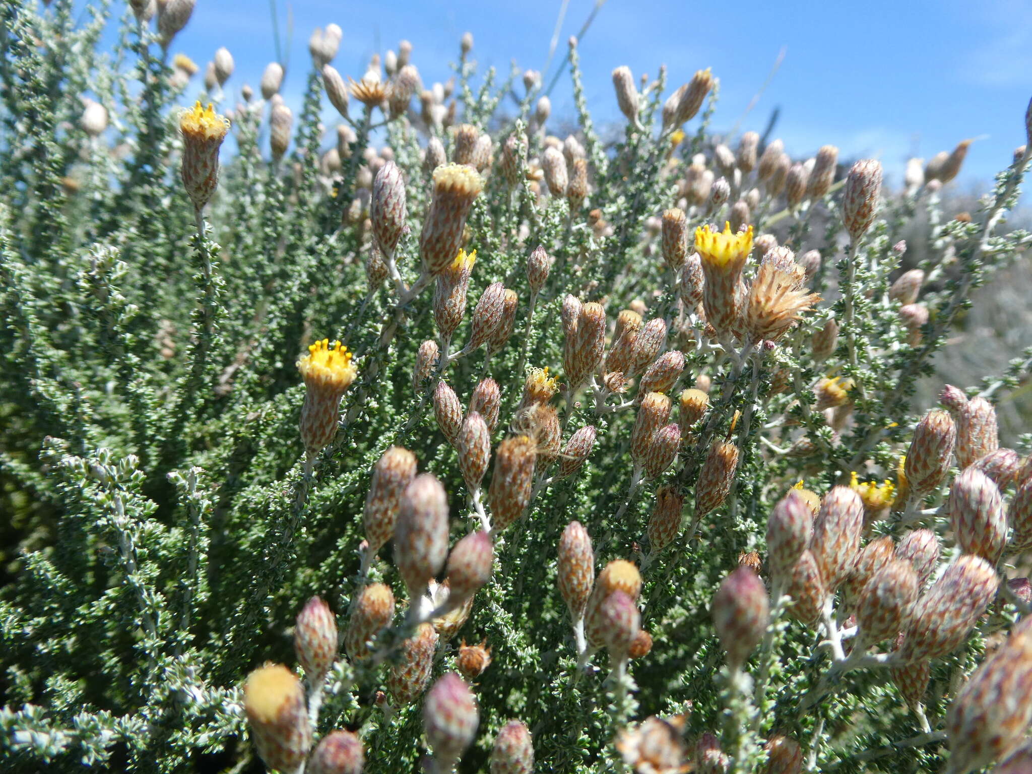 Image of Lachnospermum fasciculatum (Thunb.) Baill.