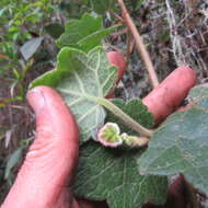 Image de Jungia ferruginea L. fil.