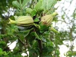 Plancia ëd Gardenia aqualla Stapf & Hutch.