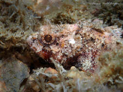 Image of Mushroom Scorpionfish