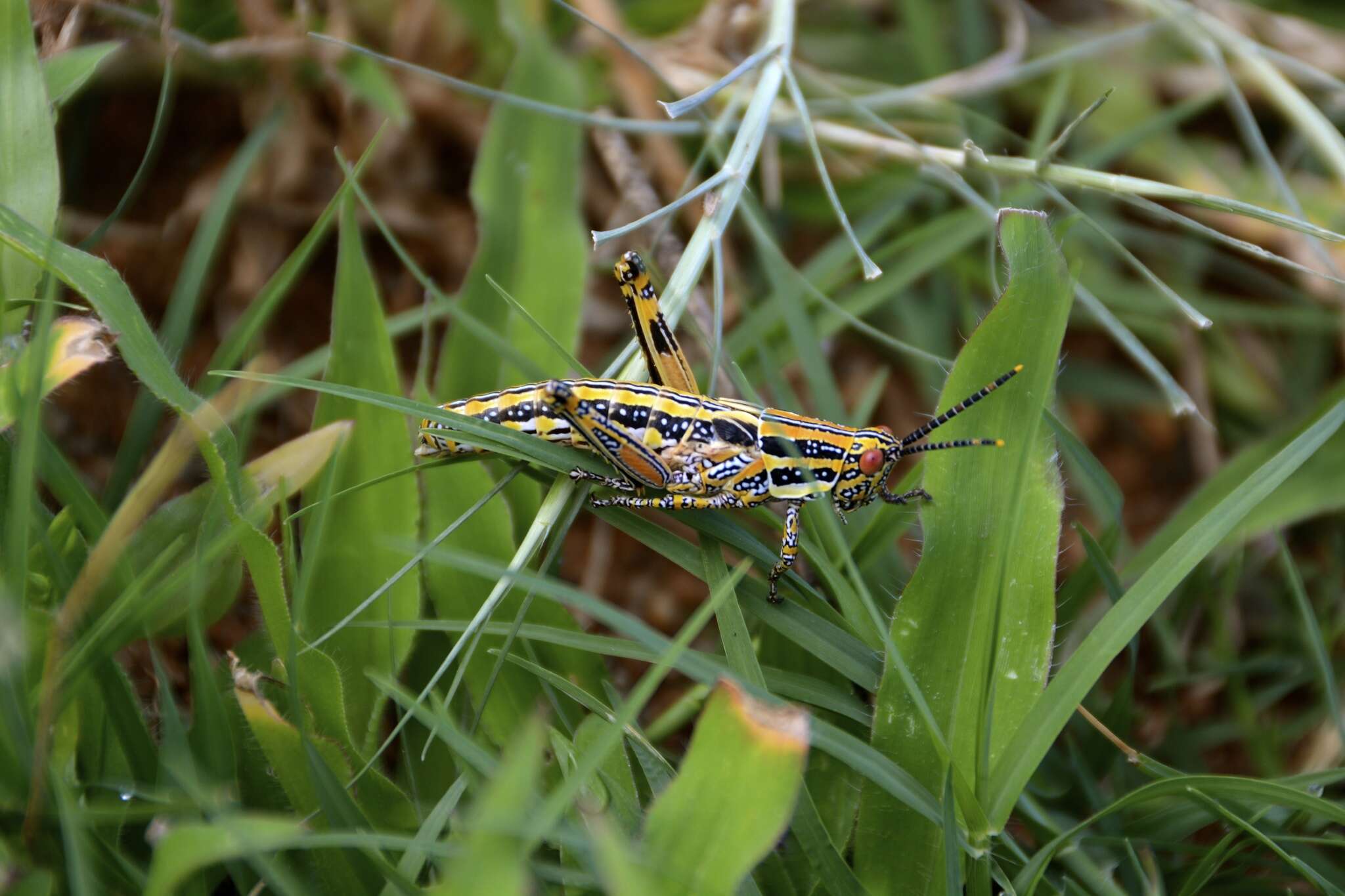 Image of Elegant Grasshopper