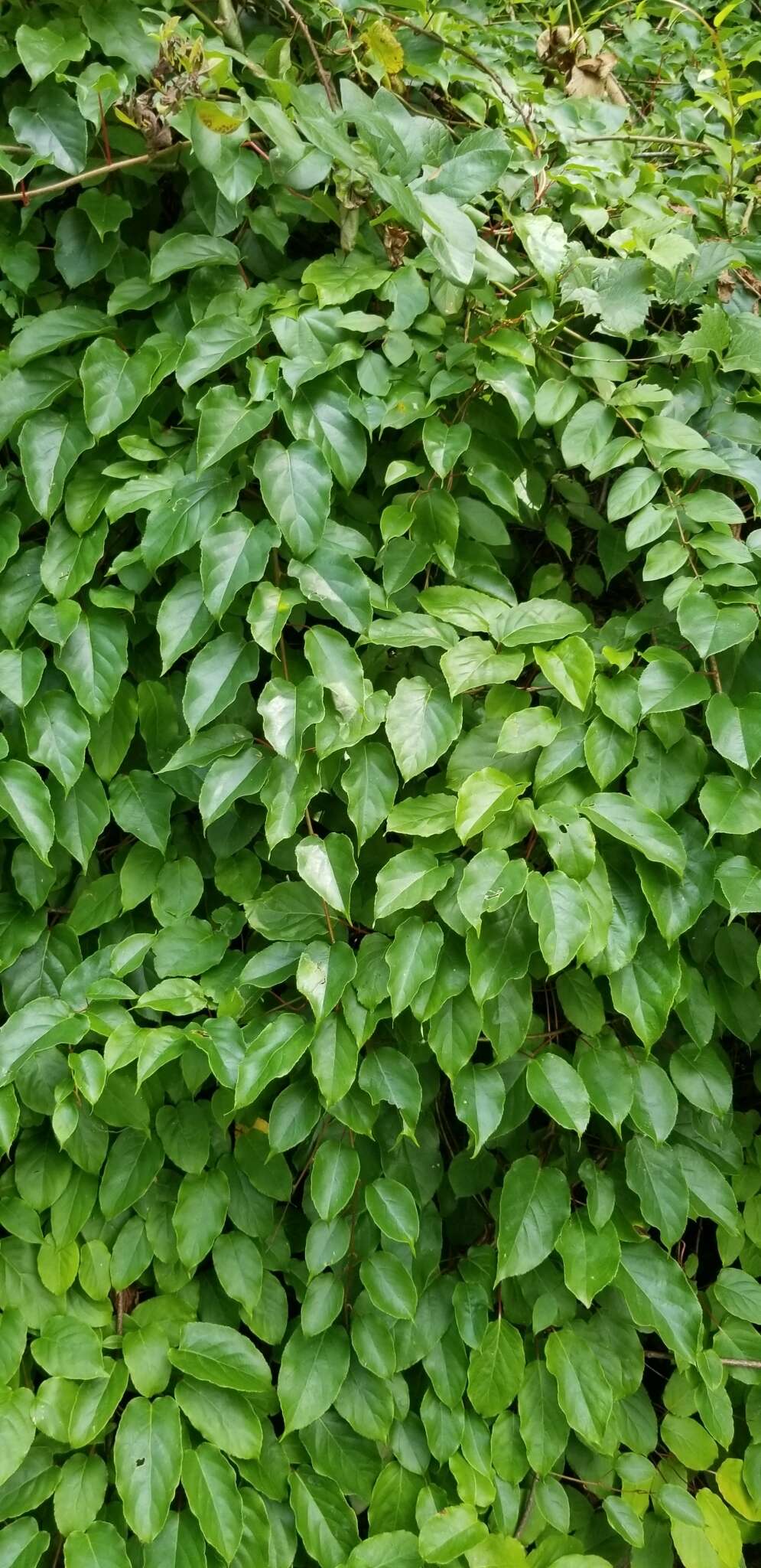 Image of tara vine
