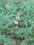 Image of Melampyrum pratense subsp. commutatum (Tausch ex A. Kern.) C. E. Britton