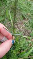 صورة Dianthus pontederae A. Kerner