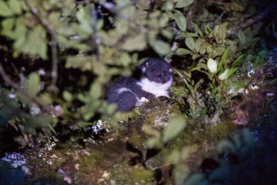 Image of Steins cuscus