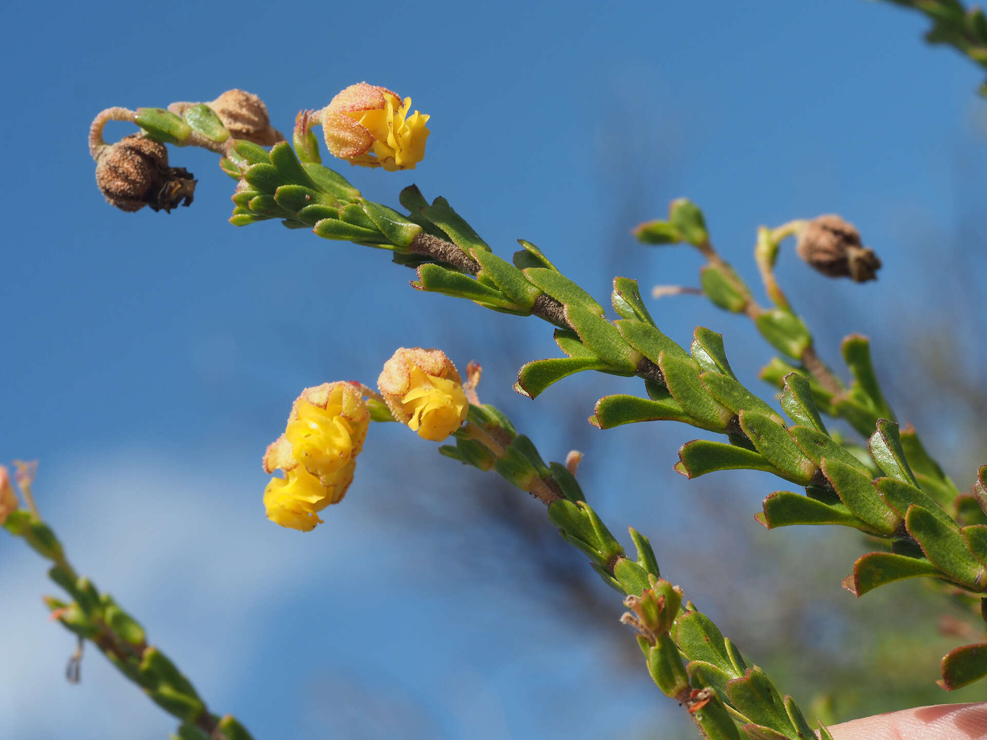 Image of Hermannia concinnifolia Verdoorn