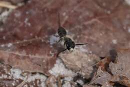 Image of Bradley's Andrena