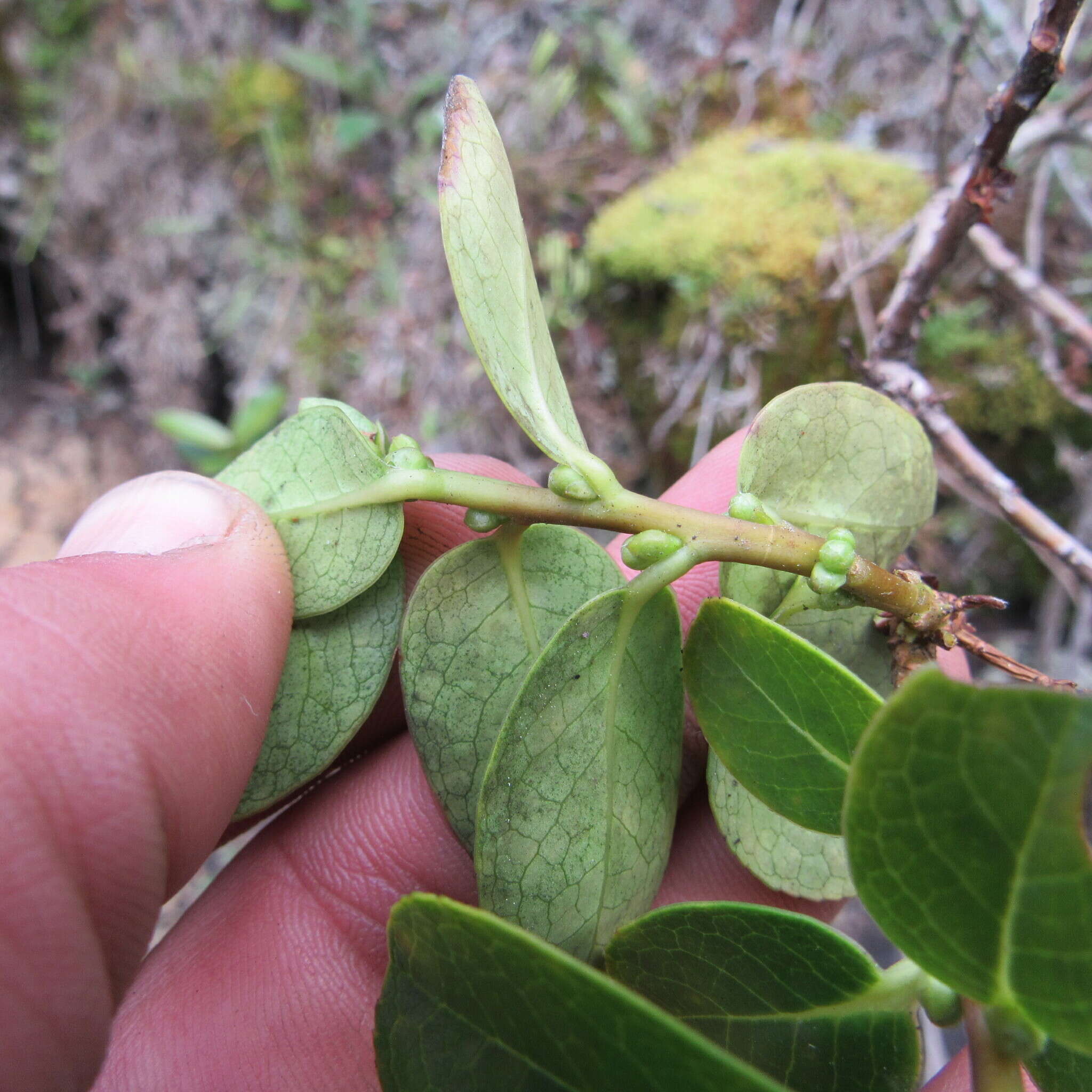 Image of Symplocos theiformis (L. fil.) Gürke