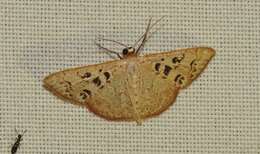 Image of Idaea complexaria Schaus 1901