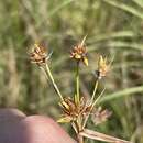 Image of Indianola Beak Sedge