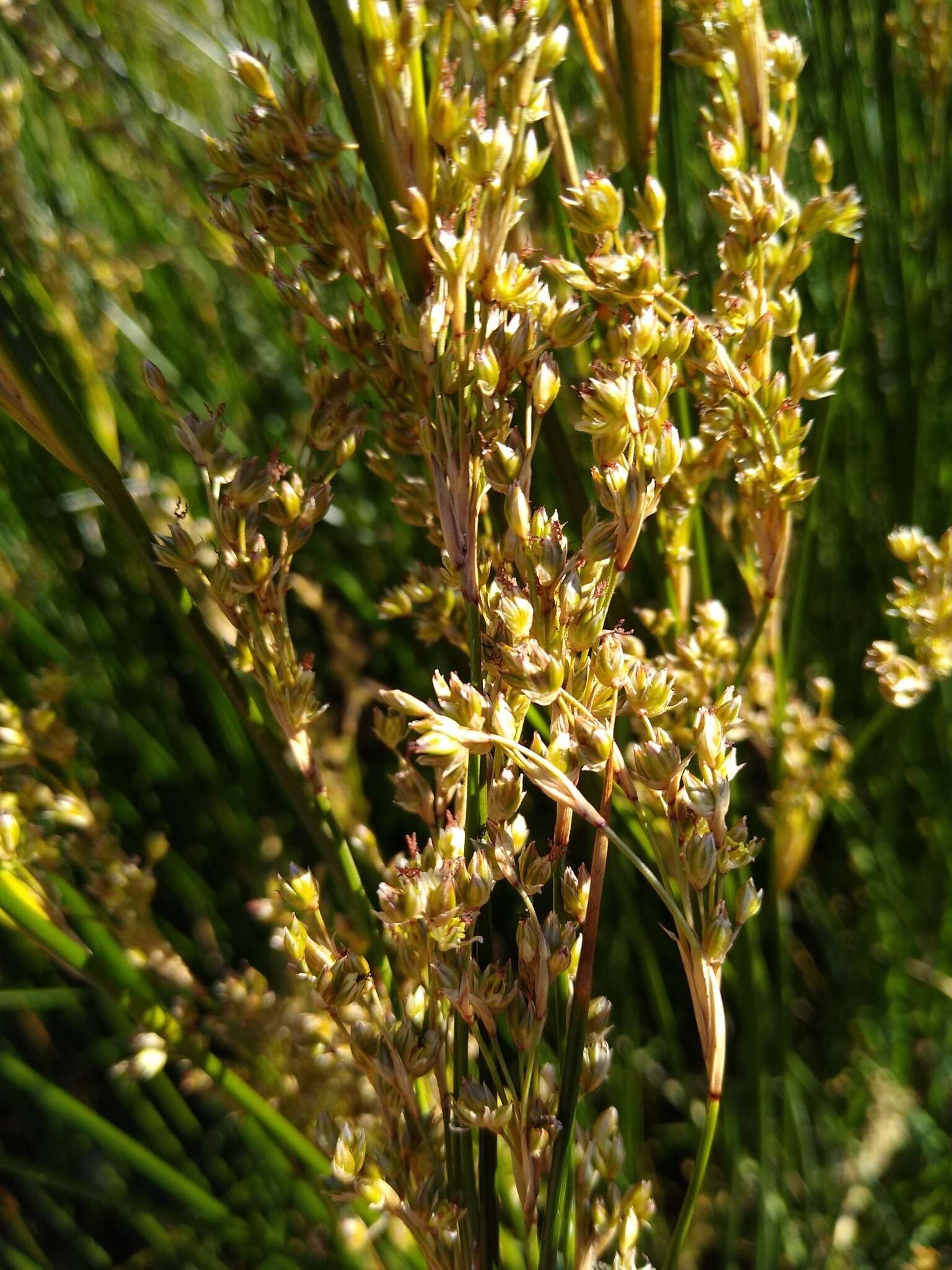 Image of sea rush