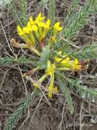 صورة Astragalus buchtormensis Pall.