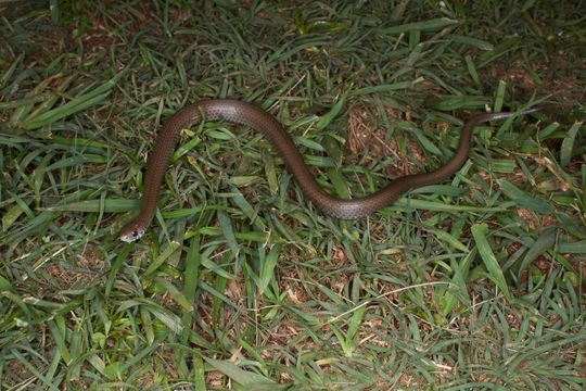 Image of Common Slug Eater