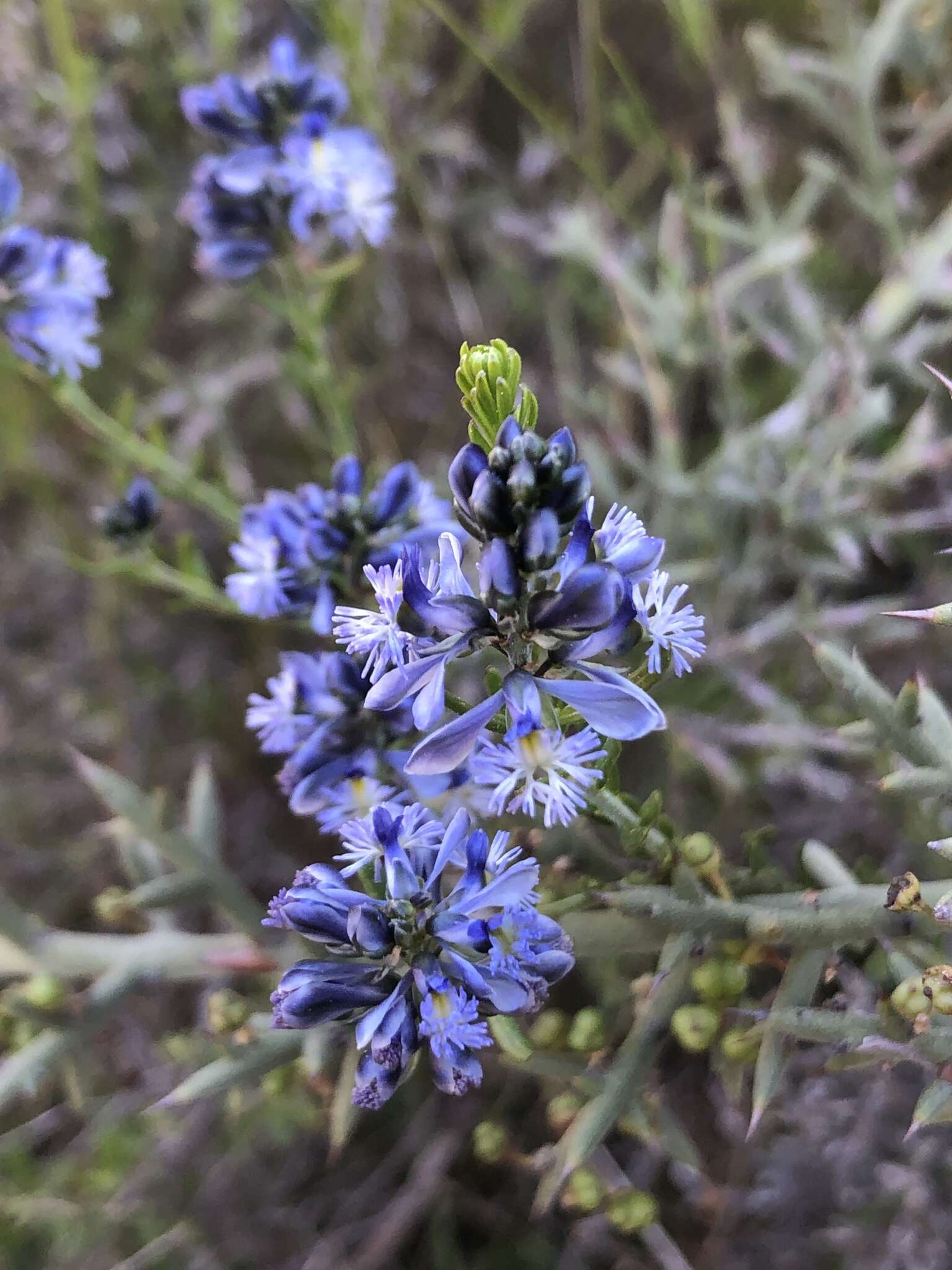 Image of Polygala gnidioides Willd.