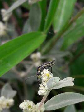 Image of Alternanthera albida (Moq.) Griseb.