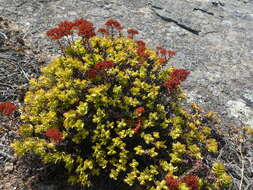 Image of Crassula dejecta Jacq.