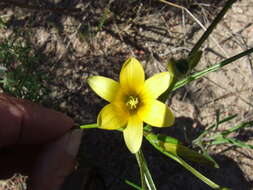 Image of Romulea elliptica M. P. de Vos