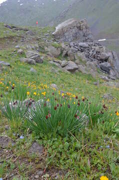 Image of Allium atrosanguineum Schrenk