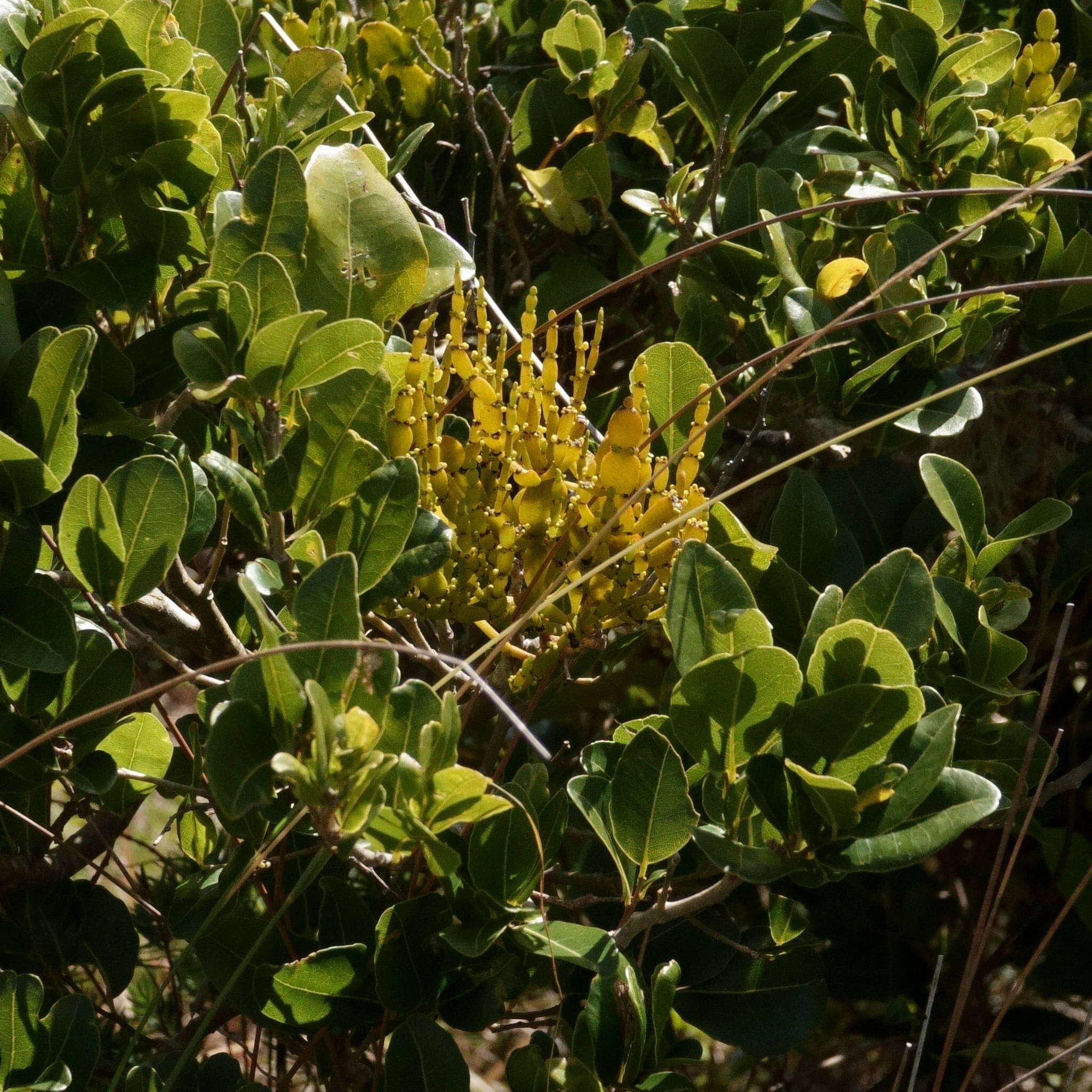 Слика од Korthalsella rubra (Tieghem) Endl.