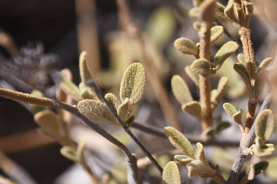 Image of Pseudodictamnus mediterraneus