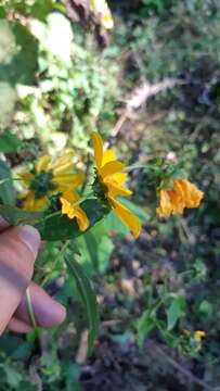 Image of Aldama latibracteata (Hemsl.) E. E. Schill. & Panero