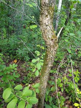 Image of rough hawthorn