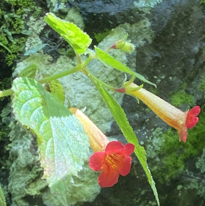 Imagem de Achimenes antirrhina (DC.) C. V. Morton