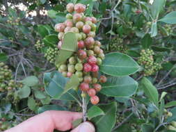 Image of Olinia ventosa (L.) Cufod.