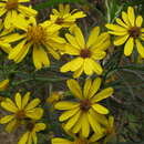 Sivun Senecio rudbeckiifolius Meyen & Walp. kuva