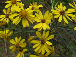 Sivun Senecio rudbeckiifolius Meyen & Walp. kuva