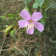 Pterogastra divaricata (Bonpl.) Naud.的圖片