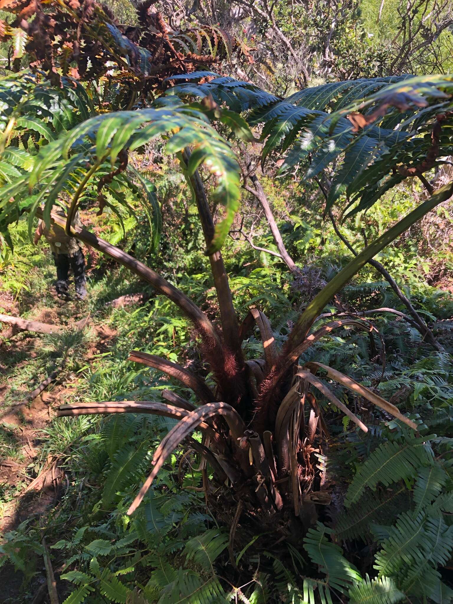 Image de Cibotium menziesii Hook.