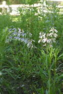 Image de Penstemon hirsutus (L.) Willd.