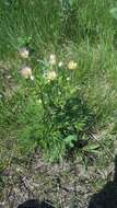 Image of Pacific anemone