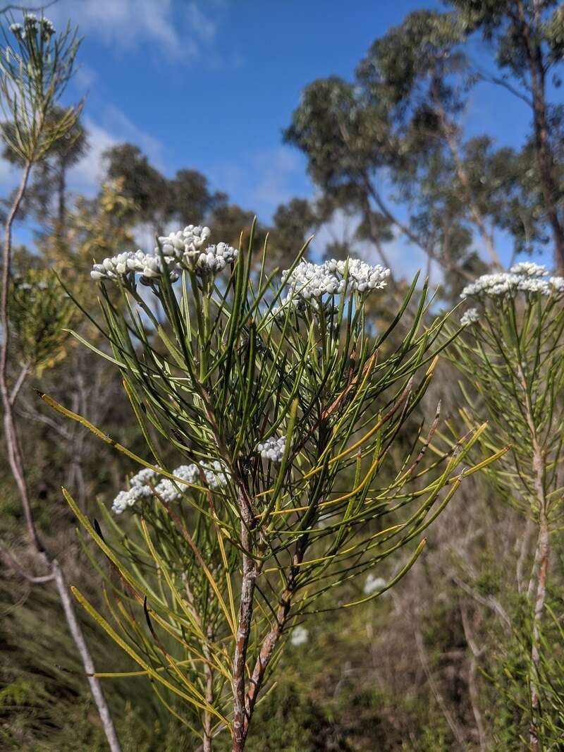 صورة Conospermum mitchellii Meissn.