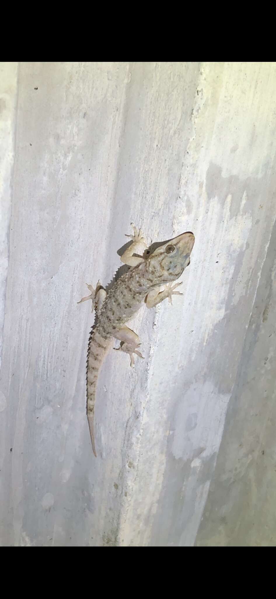 Image of Brook's House Gecko