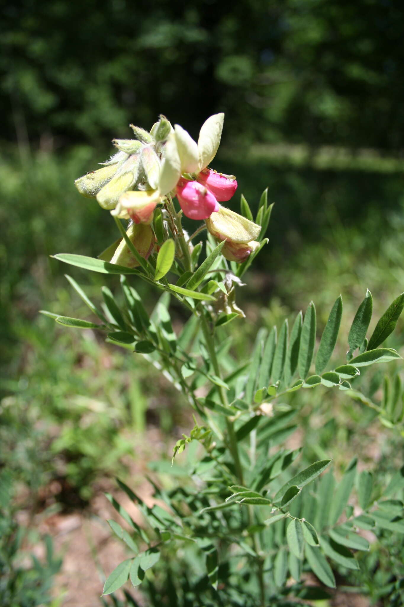 Image of Virginia tephrosia