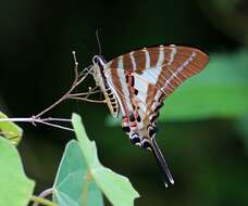 Image de Graphium aristeus (Stoll 1780)