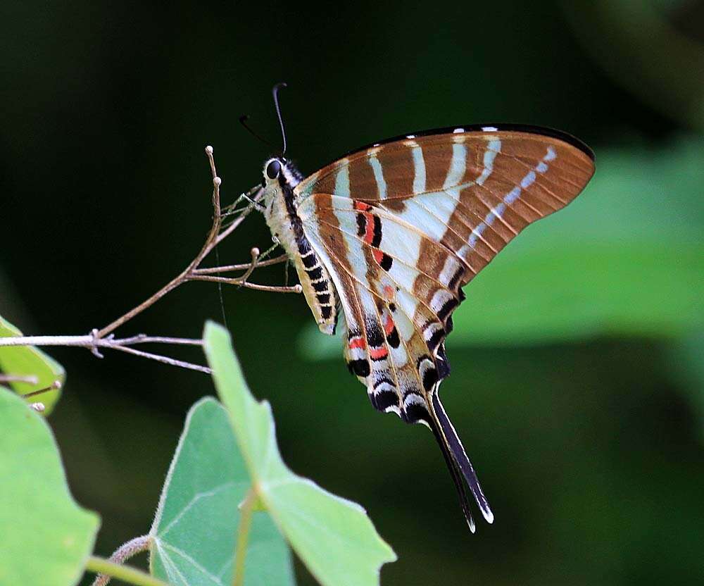 Image de Graphium aristeus (Stoll 1780)