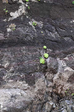 Image of Aeonium canariense subsp. latifolium (Burchard) Bañares