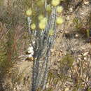 Plancia ëd Syncarpha ferruginea (Lam.) B. Nord.